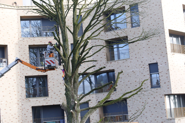 F&auml;llung Baumhasel Hohenstaufenallee